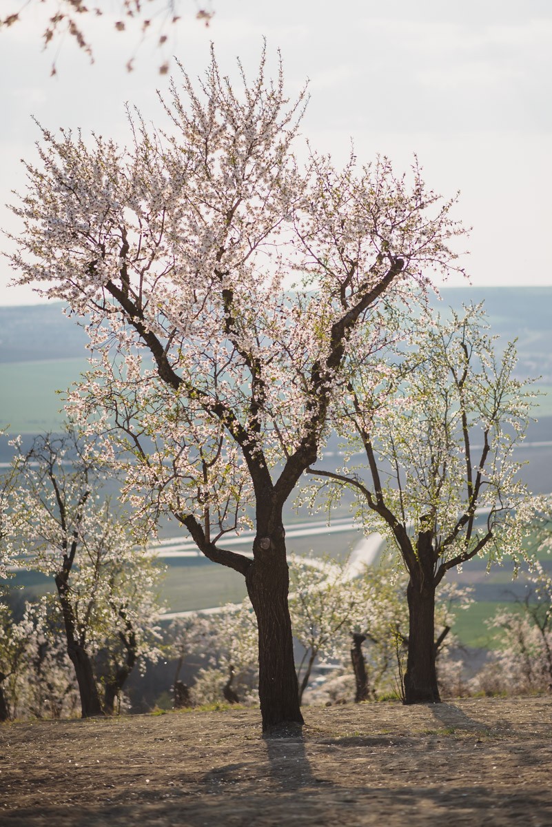 kvetouci-mandlone-hustopece
